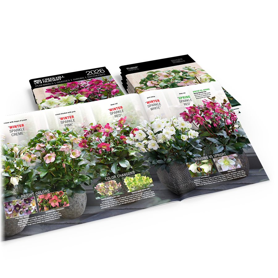 Catalog Spread